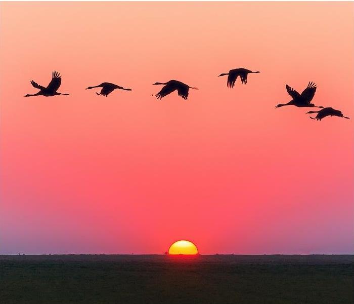 birds flying with sunset in background